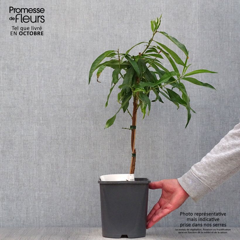 Exemplaar van Dwergperzik Fruit Me Peach Me Donut Pot van 4 l/5 l, Dwerg zoals geleverd in de herfst