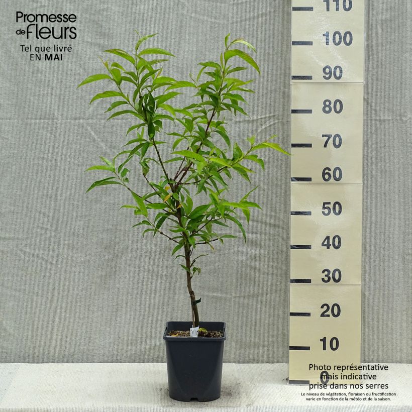 Exemplaar van Dwergperzik Fruit Me Peach Me Red Pot van 4 l/5 l, Dwerg zoals geleverd in de lente