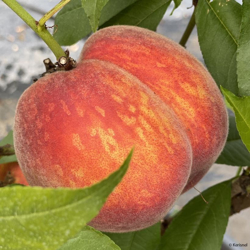 Dwergperzik Fruit Me Peach Me Red (Oogst)