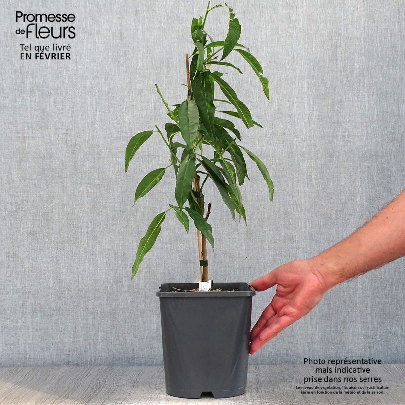 Exemplaar van Dwergperzik Ice Peach Fruit Me® Pot van 4 l/5 l, Dwerg zoals geleverd in de herfst