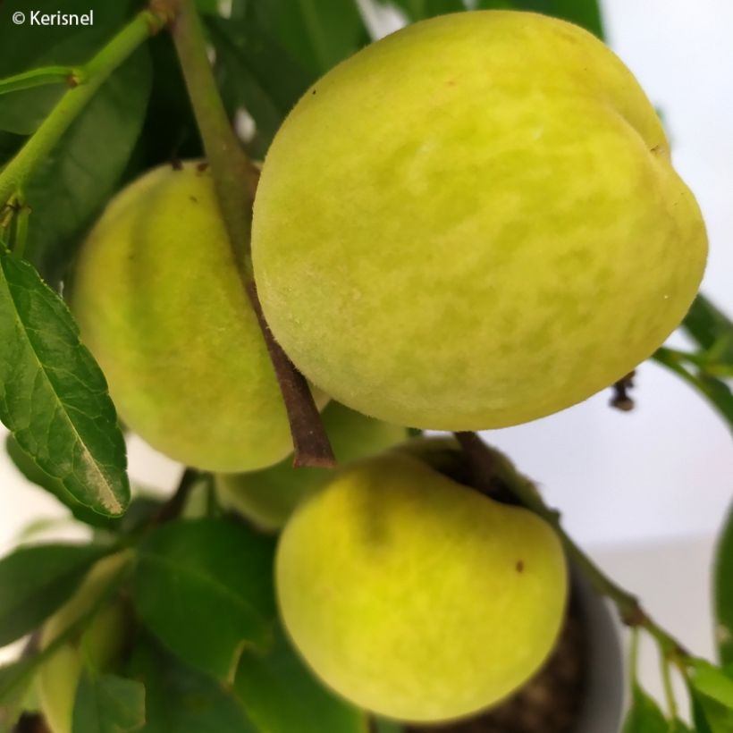 Dwergperzik Ice Peach Fruit Me® (Oogst)