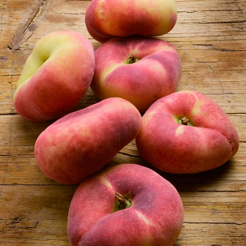 Platte perzik Platicarpa Bianca (Oogst)