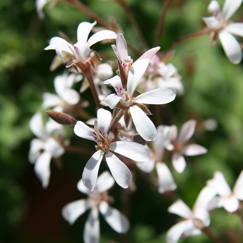 Pelargonium Ardwick Cinnamon - Geurgeranium (Bloei)