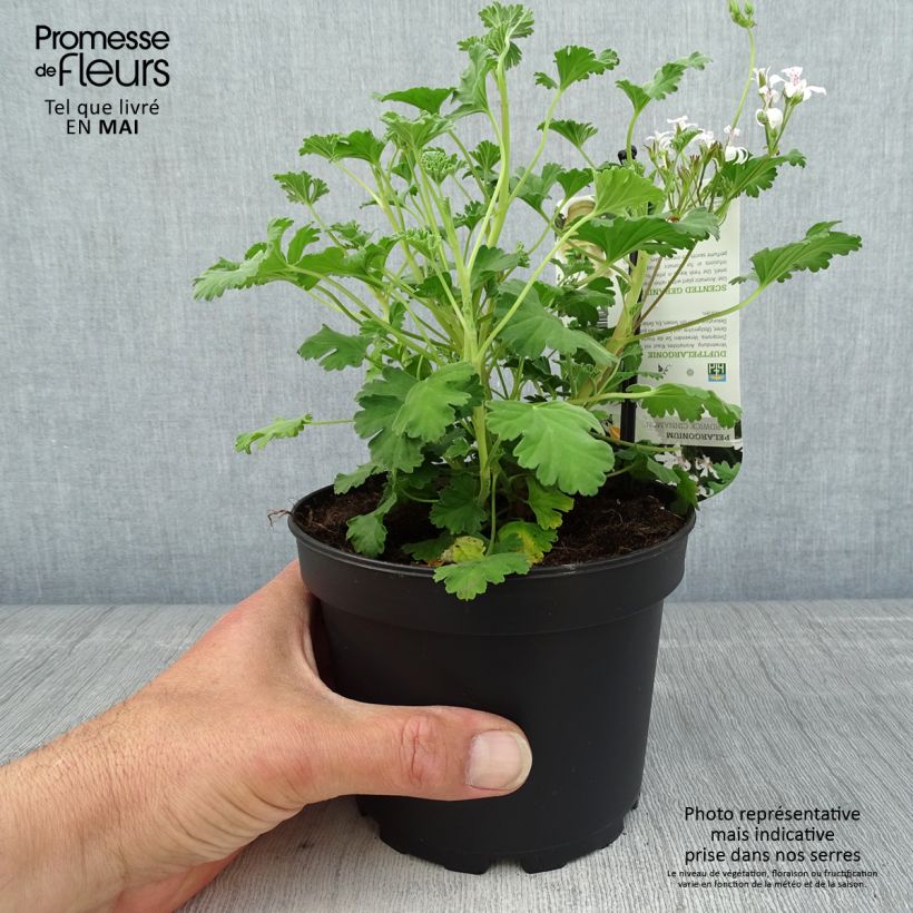 Exemplaar van Pelargonium Ardwick Cinnamon - Geurgeranium Pot van 1,5 l/2 l zoals geleverd in de lente