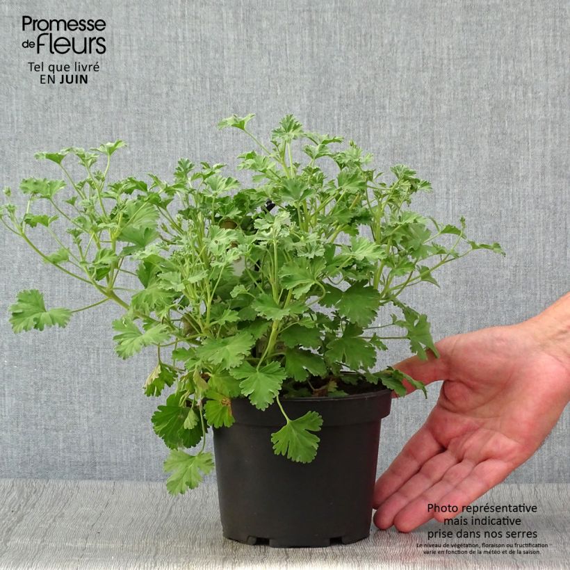 Exemplaar van Pelargonium Ardwick Cinnamon - Geurgeranium Pot van 1,5 l/2 l zoals geleverd in de zomer