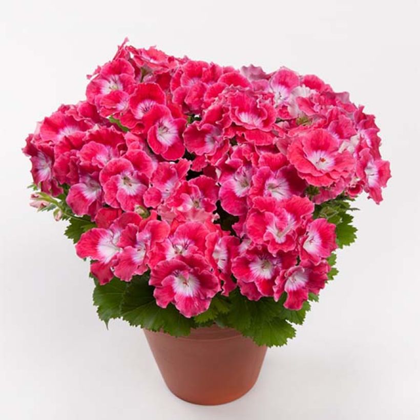 Pelargonium  Bermuda Cherry - Engelse geranium (Flowering)