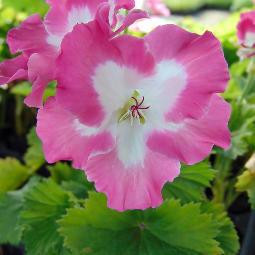 Pelargonium Bermuda Pink - Engelse geranium (Flowering)