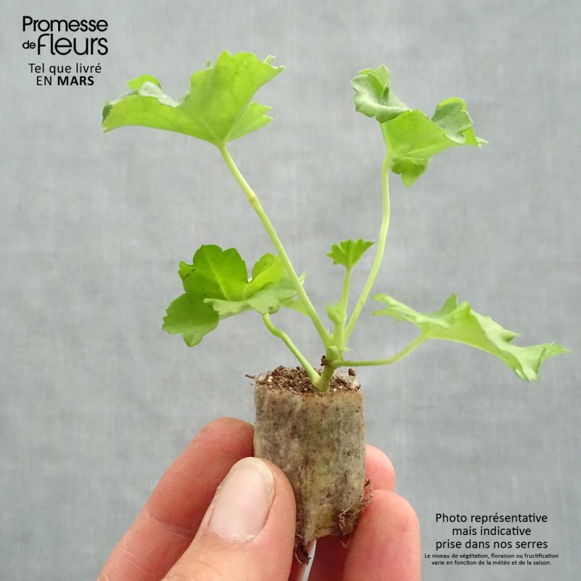 Exemplaar van Pelargonium peltatum Apricot Salmon Orange - Hanggeranium dubbel Mini-mot Ø 3/4 cm zoals geleverd in de lente