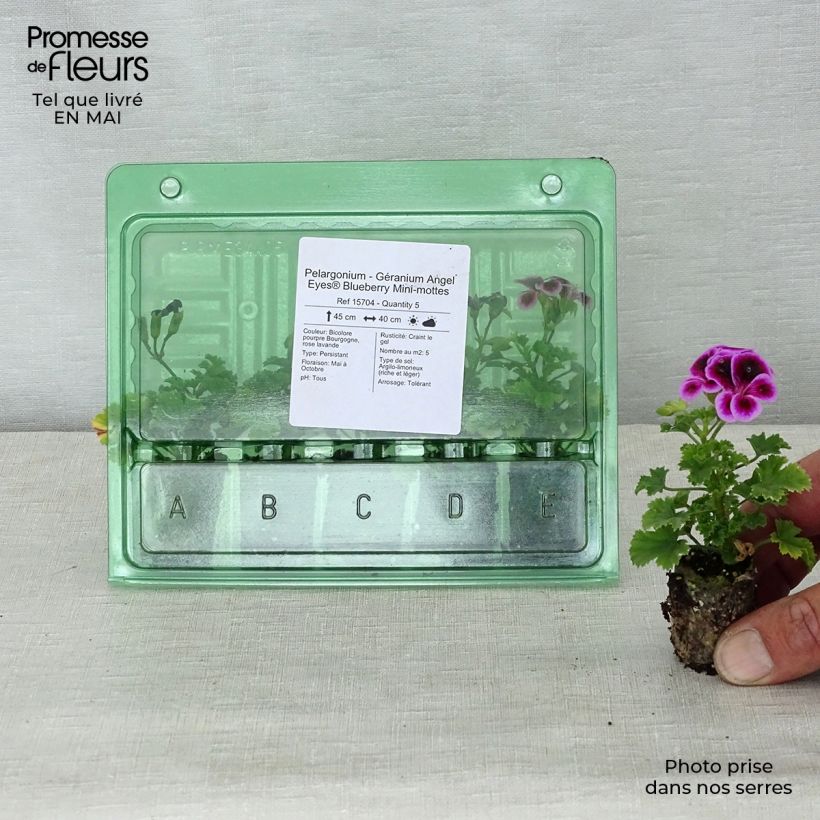 Example of Pélargonium - Géranium Angel Eyes Blueberry Mini-mot Ø 3/4 cm as you get in printemps