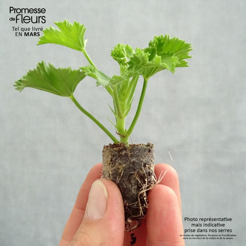 Exemplaar van Pelargonium Candy Flowers Peach Cloud - Geranium Mini-mot Ø 3/4 cm zoals geleverd in de lente