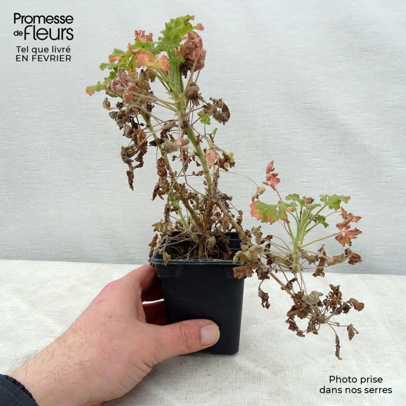 Example of Pelargonium - Géranium parfumé Concolor Lace en pot Kweekpotje van 7/8 cm as you get in hiver