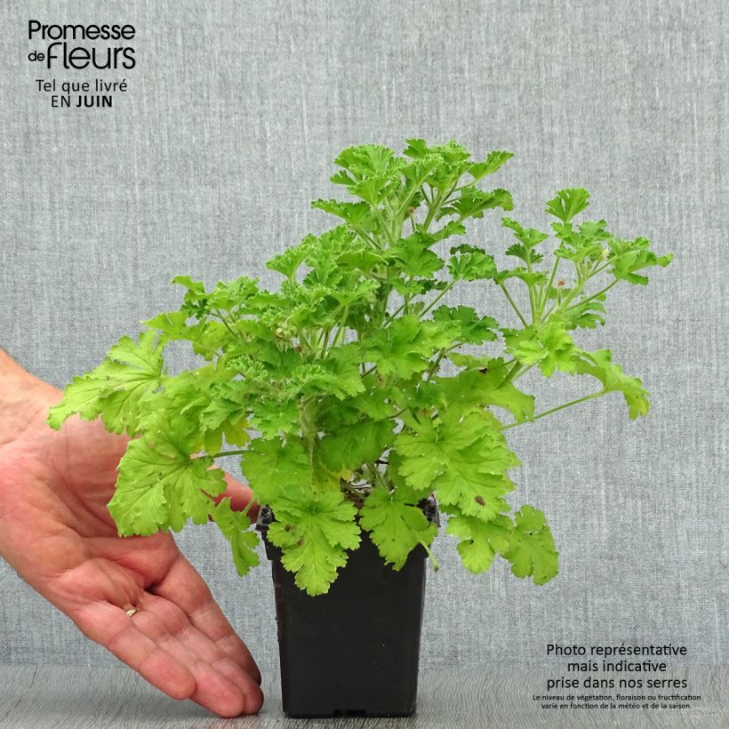 Exemplaar van Pelargonium Concolor Lace - Geurgeranium Kweekpotje van 7/8 cm zoals geleverd in de zomer
