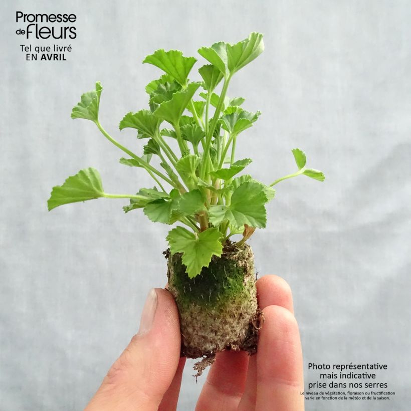 Example of Pelargonium - Géranium parfumé Mosquitaway Lizzy Mini-mot Ø 3/4 cm as you get in printemps