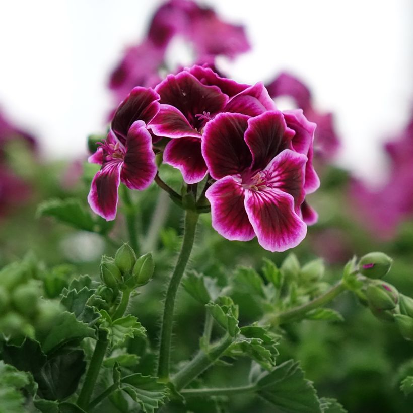 Pelargonium Mosquitaway Megan - Citroengeranium (Bloei)