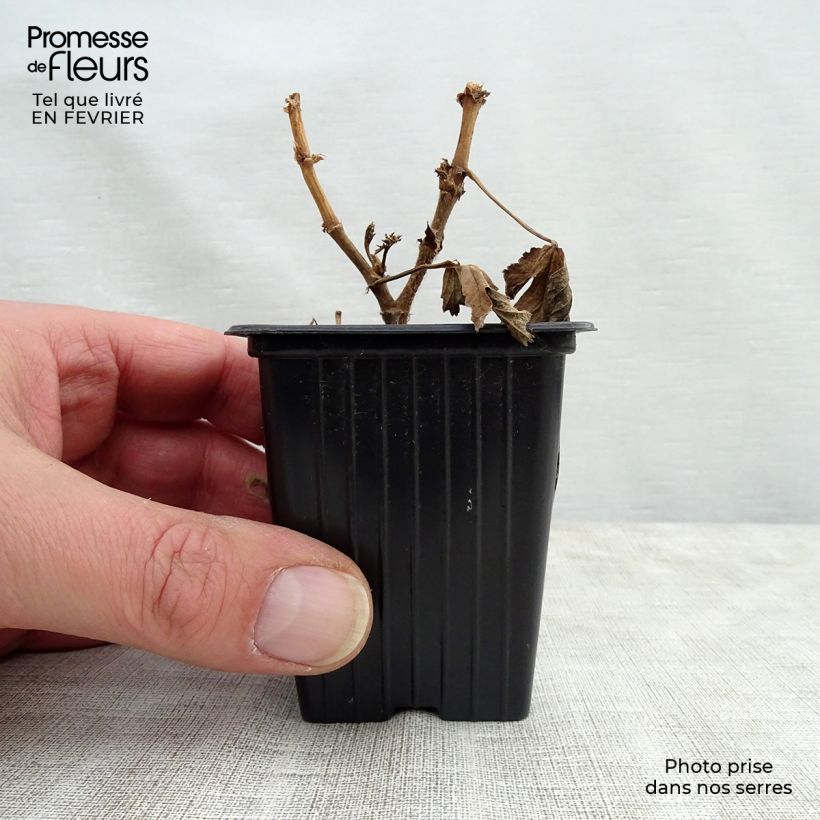 Example of Pélargonium - Geranium parfumé Paton's Unique Kweekpotje van 7/8 cm as you get in hiver