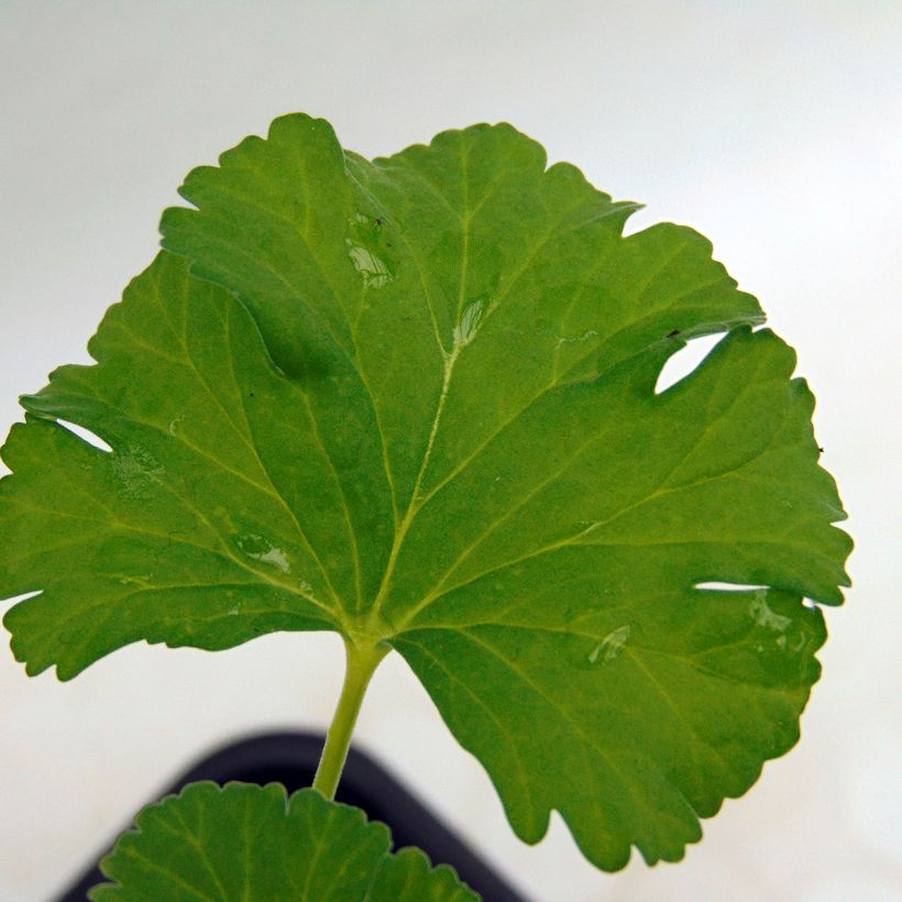 Pelargonium fragrans - Geurgeranium (Foliage)