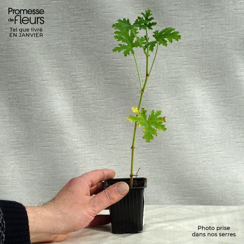 Example of Pelargonium graveolens - Geurgeranium Kweekpotje van 7/8 cm as you get in hiver