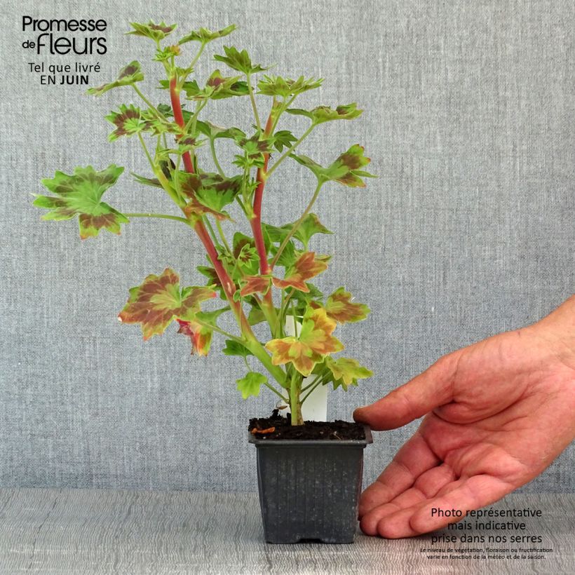 Exemplaar van Pelargonium Stellar Bird Dancer - Zonale geranium Kweekpotje van 8/9 cm zoals geleverd in de lente