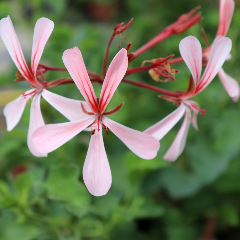Pelargonium acetosum - Botanische pelargonium (Flowering)