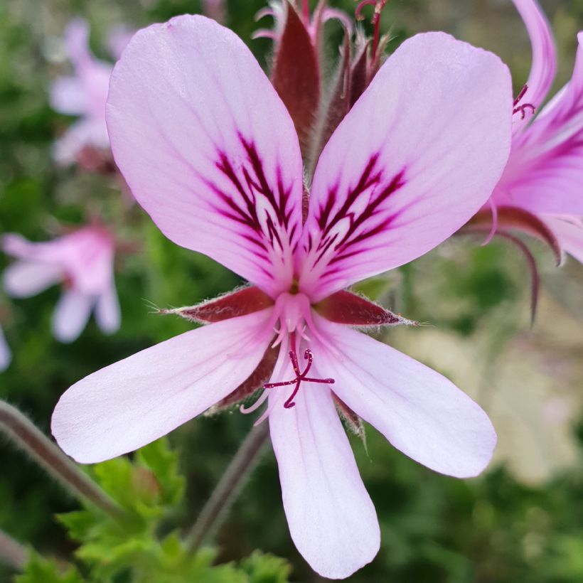Pelargonium crispum Peach Cream - Geurgeranium (Flowering)