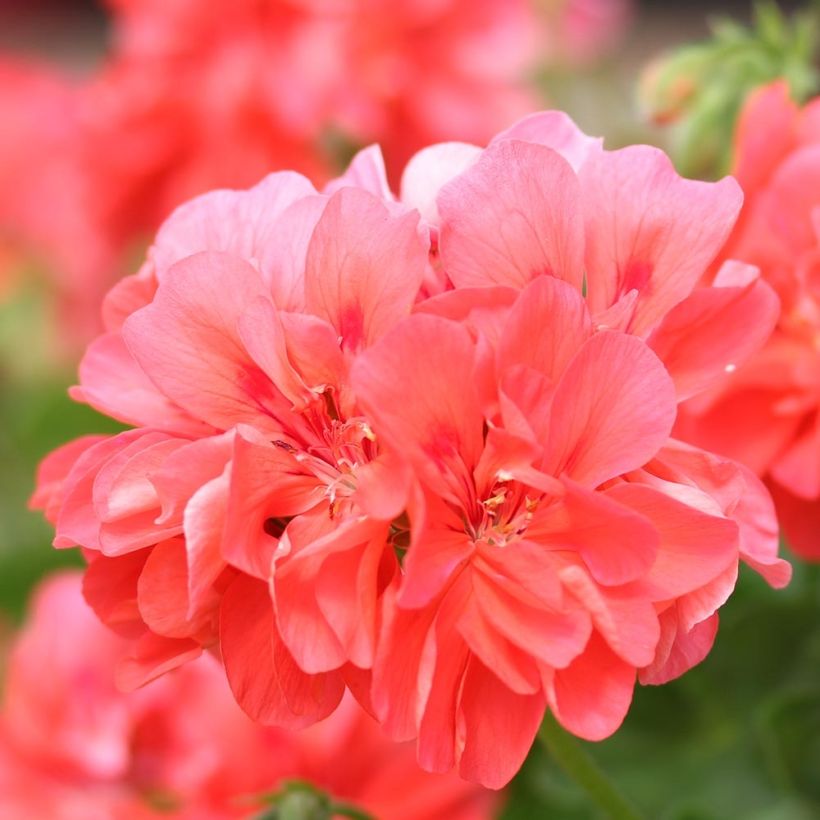 Pelargonium peltatum Double Apricot - Hanggeranium dubbel apricot (Bloei)