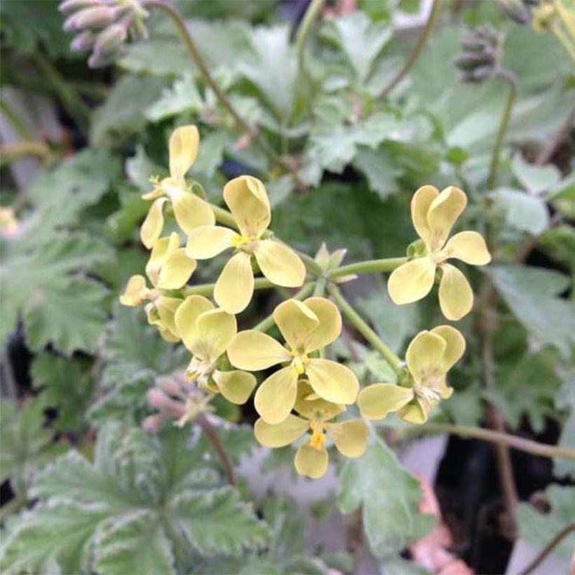 Pelargonium gibbosum - Pelargonium fantaisie Gibbosum (Bloei)