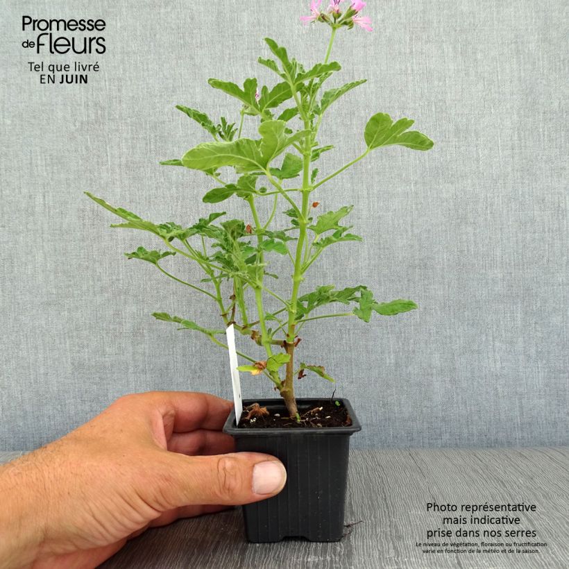 Exemplaar van Pelargonium Brunswick - Geurgeranium Kweekpotje van 8/9 cm zoals geleverd in de zomer