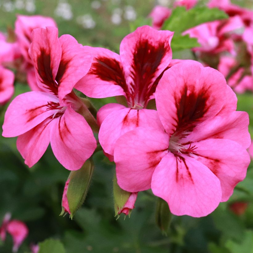 Pelargonium Brunswick - Geurgeranium (Bloei)