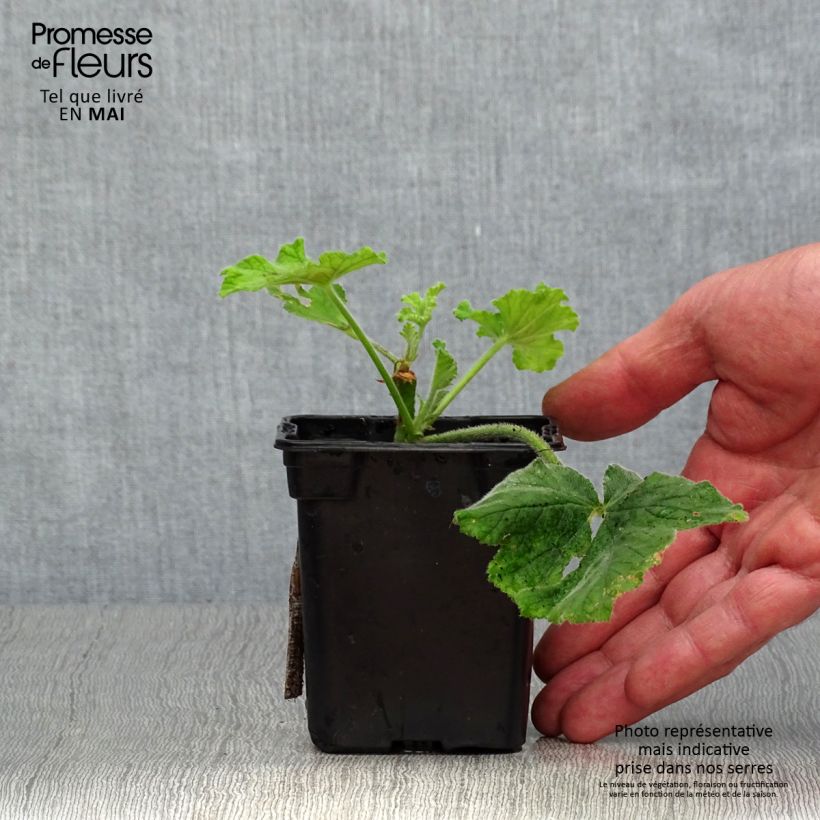 Exemplaar van Pelargonium x tomentosum Chocolate - Geurgeranium Kweekpotje van 7/8 cm zoals geleverd in de lente