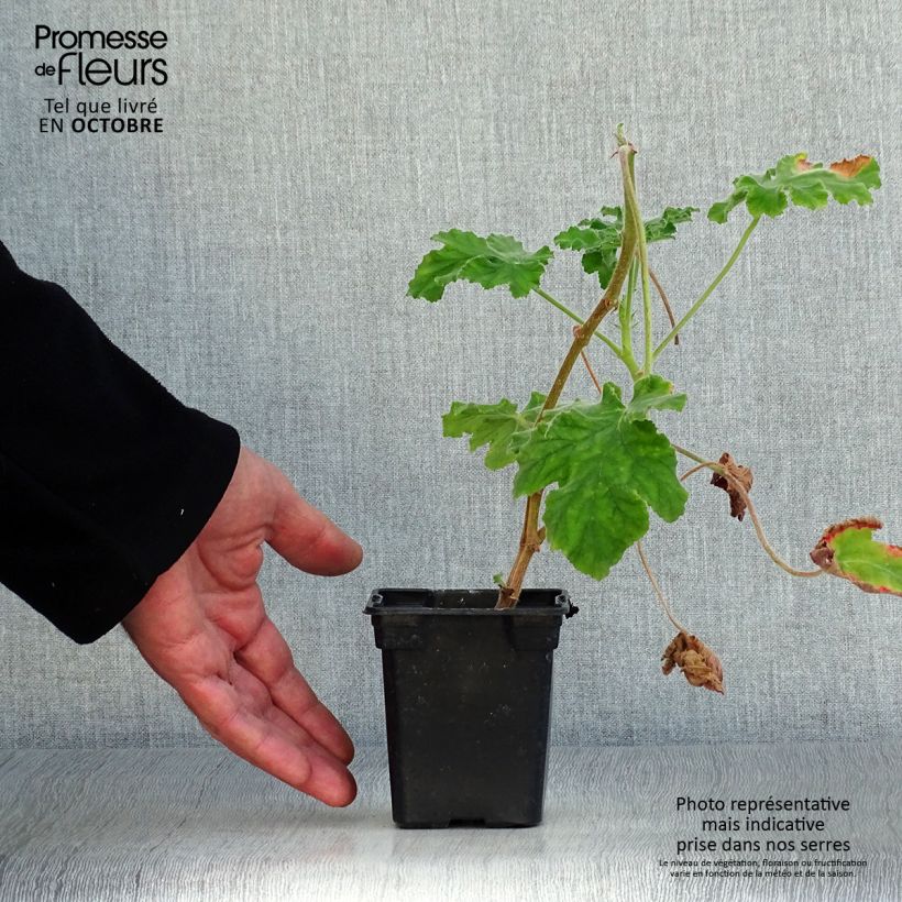 Exemplaar van Pelargonium x tomentosum Chocolate - Geurgeranium Kweekpotje van 7/8 cm zoals geleverd in de herfst