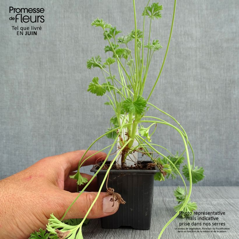 Example of Pelargonium odorant Deerwood Lavender - Géranium parfum lavande Kweekpotje van 8/9 cm as you get in printemps