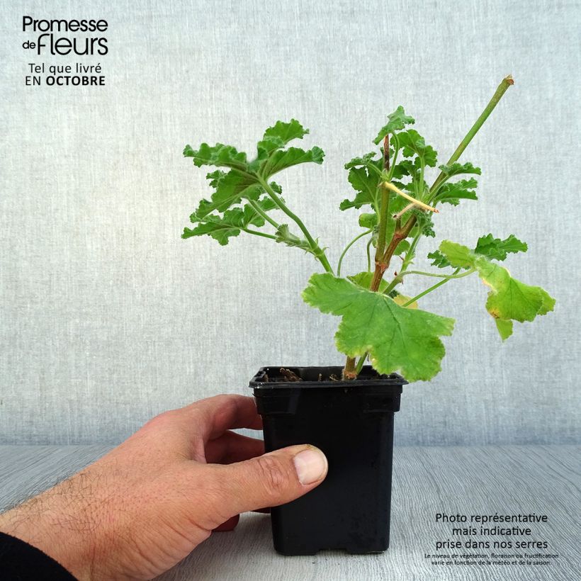 Exemplaar van Pelargonium Endsleigh - Geurgeranium Kweekpotje van 7/8 cm zoals geleverd in de herfst