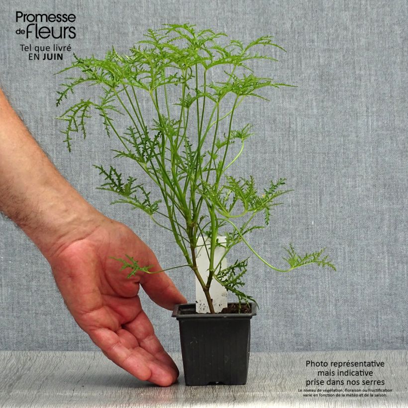 Exemplaar van Pelargonium denticulatum Filicifolium - Geurgeranium Kweekpotje van 7/8 cm zoals geleverd in de zomer