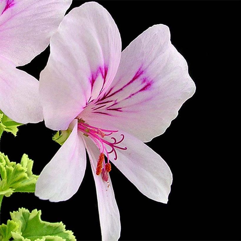 Pelargonium crispum Variegatum - Citroengeranium (Bloei)