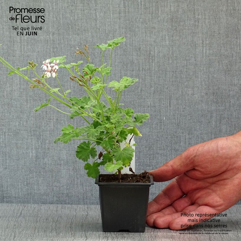 Example of Pelargonium odorant fragrans Variegatum - Géranium parfum pin maritime Kweekpotje van 8/9 cm as you get in printemps