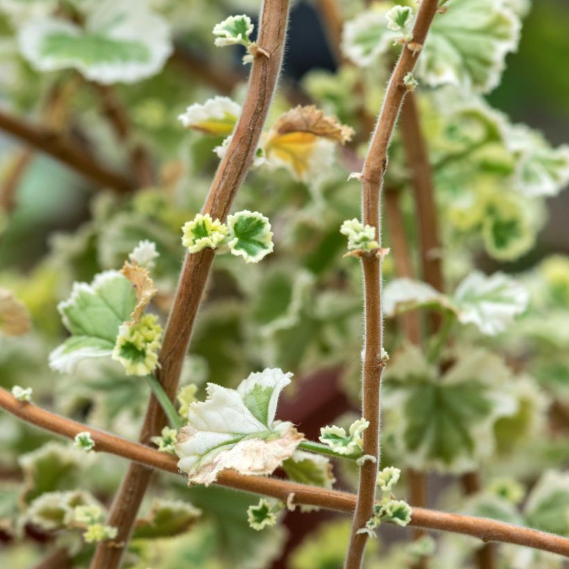 Pelargonium x fragrans Variegatum - Geurgeranium (Foliage)