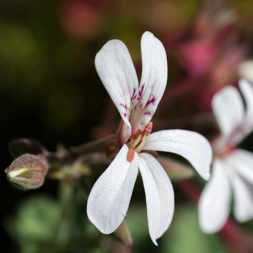 Pelargonium x fragrans Variegatum - Geurgeranium (Flowering)