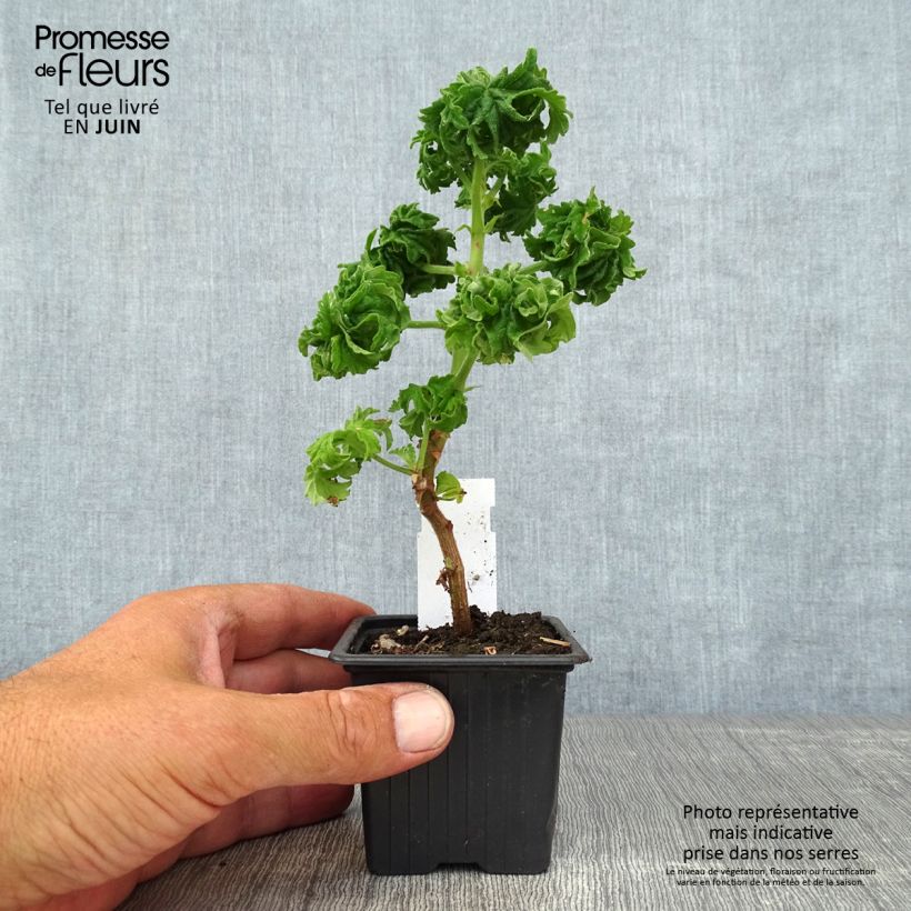 Exemplaar van Pelargonium graveolens Bontrosaï - Citroengeranium Kweekpotje van 8/9 cm zoals geleverd in de zomer