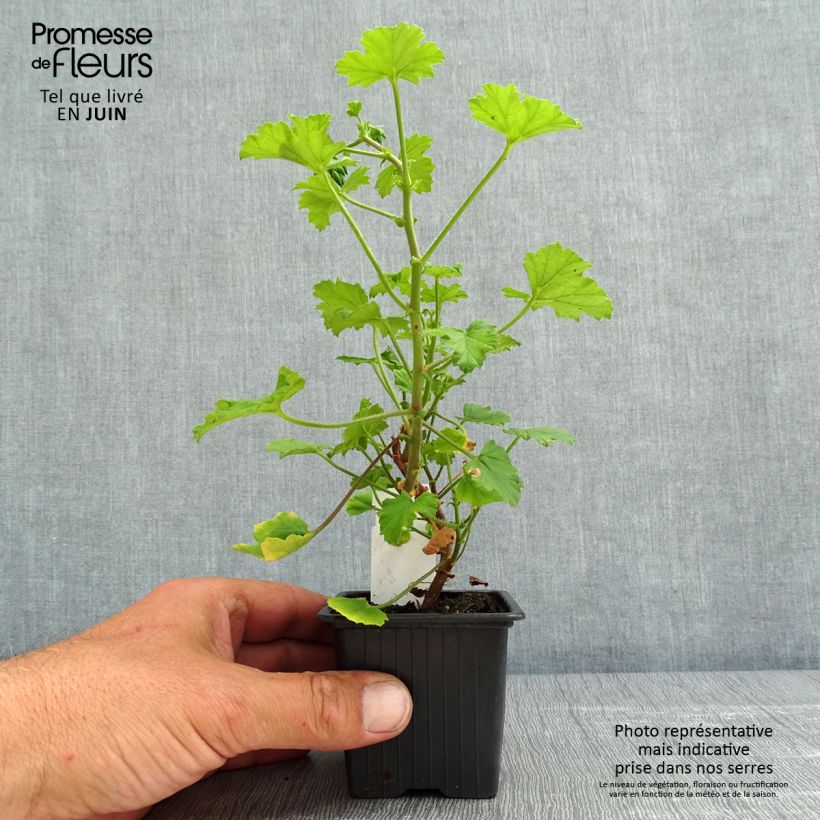 Example of Pelargonium greytonense - Botanische pelargonium Kweekpotje van 8/9 cm as you get in printemps
