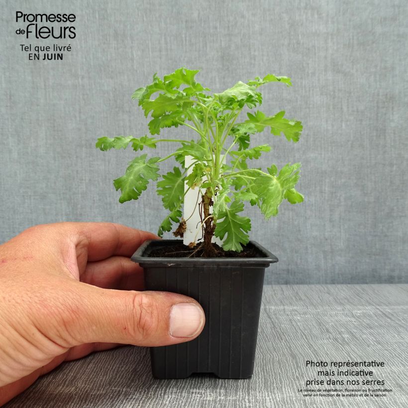 Exemplaar van Pelargonium ionidiflorum - Botanische pelargonium Kweekpotje van 8/9 cm zoals geleverd in de lente