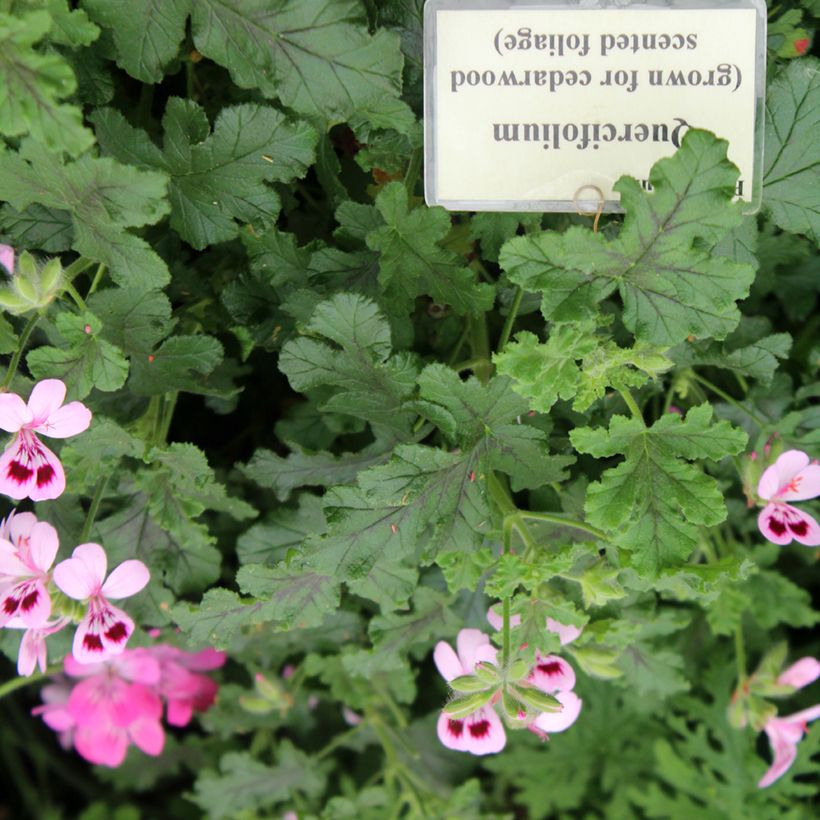 Pelargonium quercifolium - Eikenbladgeranium geurend (Blad)