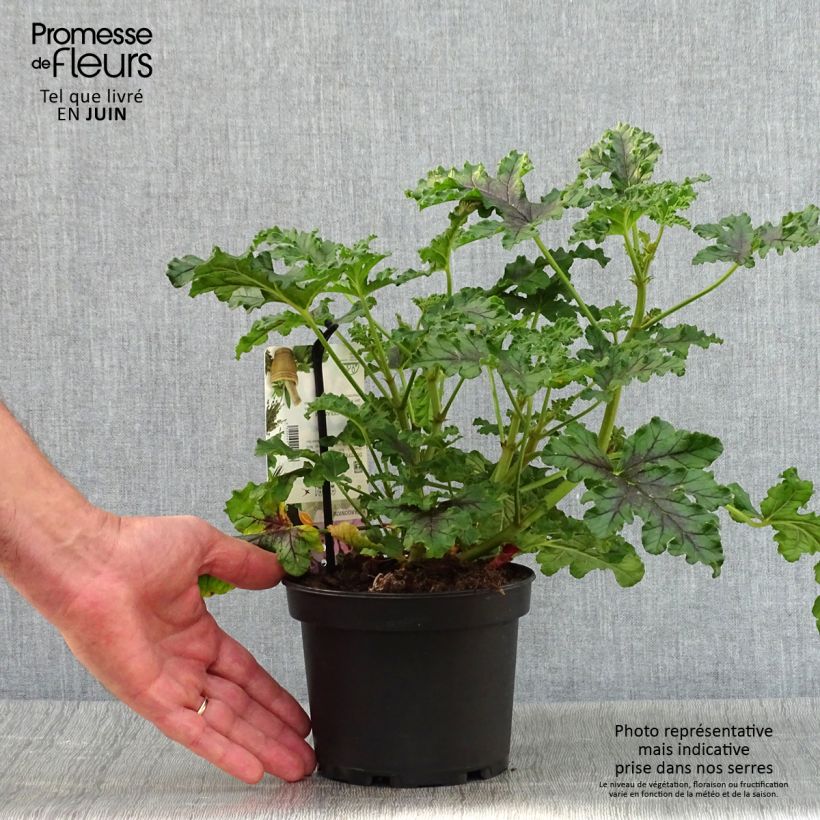 Exemplaar van Pelargonium quercifolium Royal Oak - Geurgeranium met balsam-/amandel-achtige geur Pot van 1,5 l/2 l zoals geleverd in de zomer