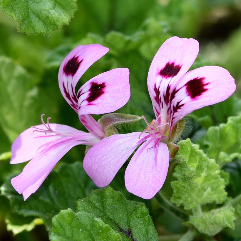 Pelargonium quercifolium Royal Oak - Geurgeranium met balsam-/amandel-achtige geur (Flowering)