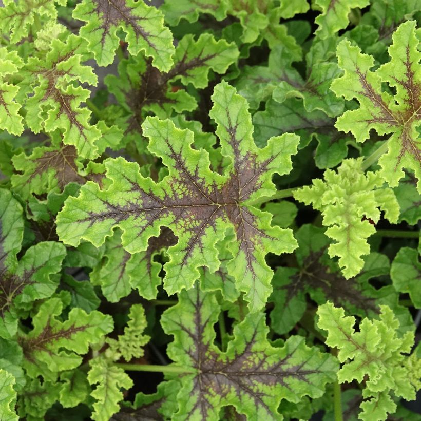 Pelargonium quercifolium Royal Oak - Geurgeranium met balsam-/amandel-achtige geur (Blad)