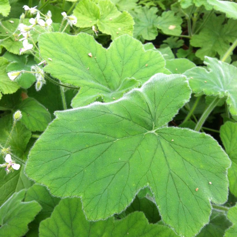 Pelargonium tomentosum - Muntgeranium (Foliage)