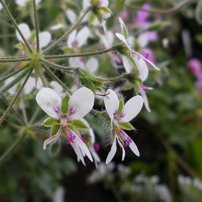 Pelargonium tomentosum - Muntgeranium (Flowering)