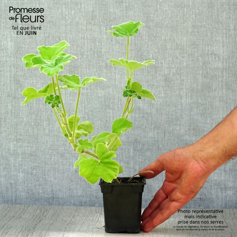 Exemplaar van Pelargonium tomentosum - Muntgeranium Kweekpotje van 7/8 cm zoals geleverd in de zomer