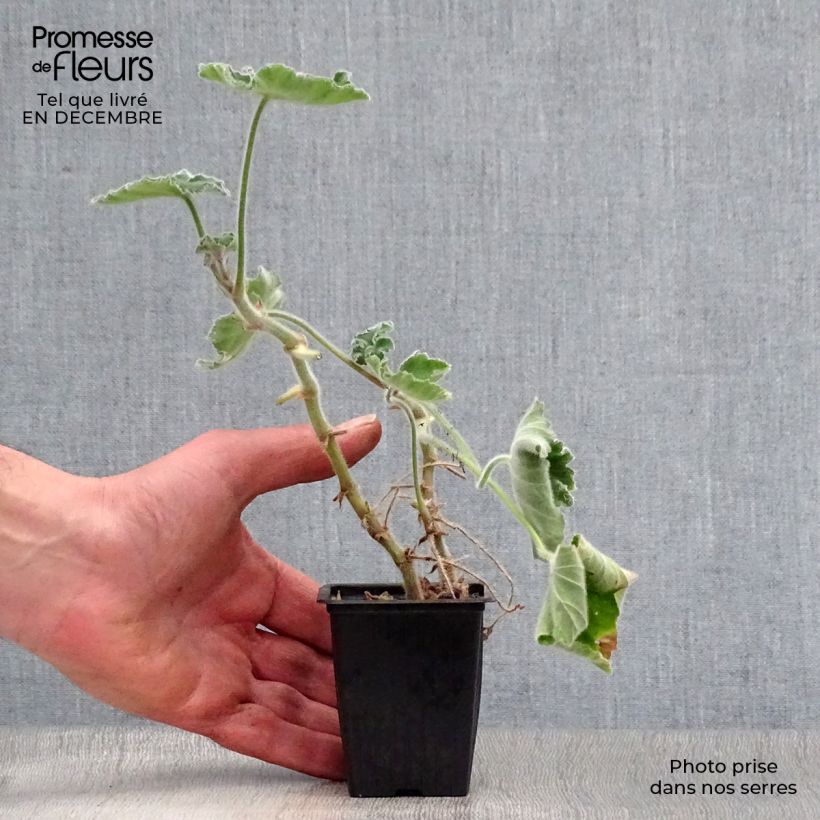 Example of Pélargonium odorant tomentosum - pélargonium à odeur de menthe - pélargonium tomenteux Kweekpotje van 7/8 cm as you get in hiver