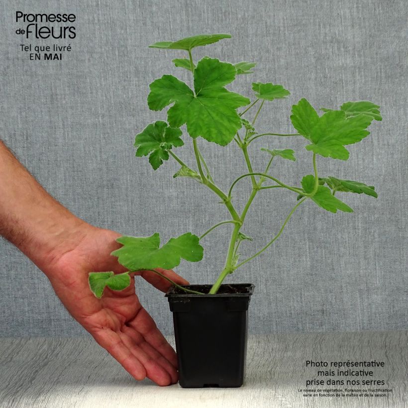 Exemplaar van Pelargonium tomentosum - Muntgeranium Kweekpotje van 7/8 cm zoals geleverd in de lente