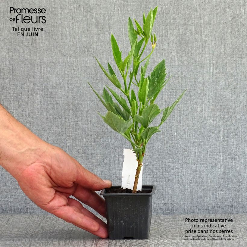 Exemplaar van Pelargonium x tricuspidatum - Botanische pelargonium Kweekpotje van 8/9 cm zoals geleverd in de lente